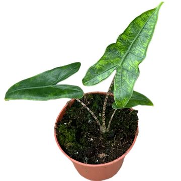 Alocasia zebrina 'Reticulata'