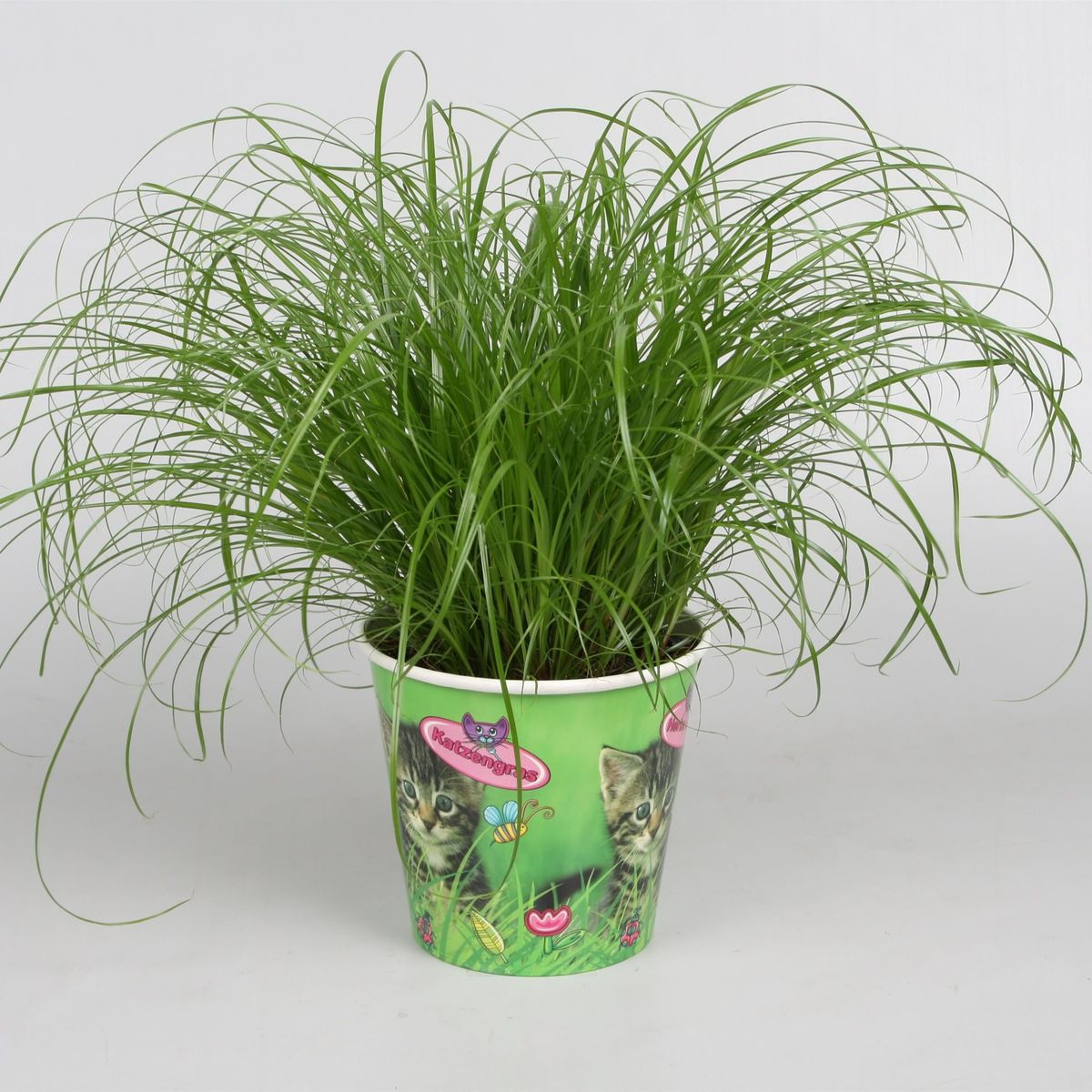 Cyperus Alternifolius Zumula Plant Wholesale FlorAccess cyperus-alternifolius-zumula-plant-wholesale-floraccess