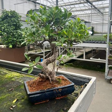 Ficus retusa