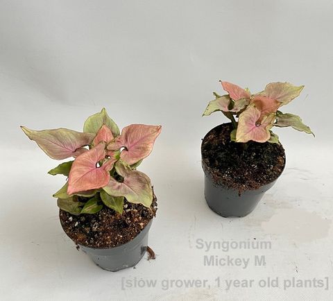 Syngonium 'Mickey M'