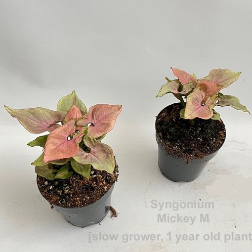 Syngonium 'Mickey M'