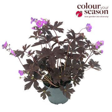 Geranium maculatum STORMY NIGHT