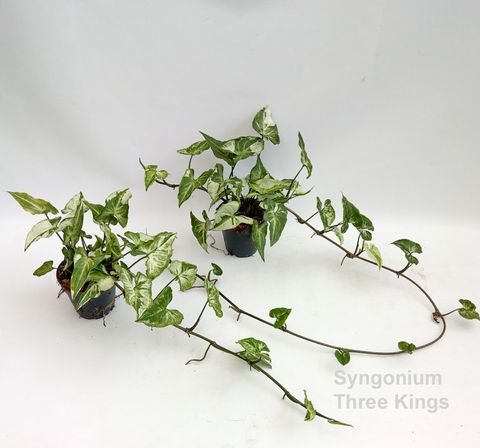 Syngonium THREE KINGS