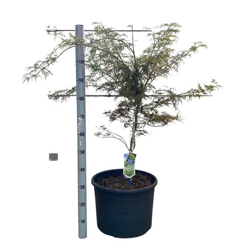 Acer palmatum 'Диссектум'