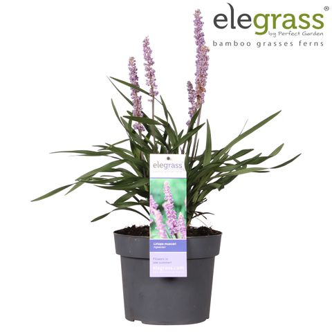 Liriope muscari 'Ingwersen'