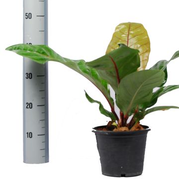 Anthurium hookeri 'Pink'
