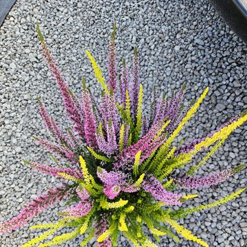 Calluna vulgaris BEAUTY LADIES MIX IN POT