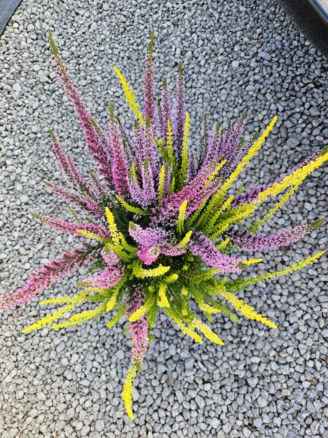 Calluna vulgaris BEAUTY LADIES MIX IN POT