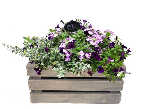 Perennials MIX IN POT