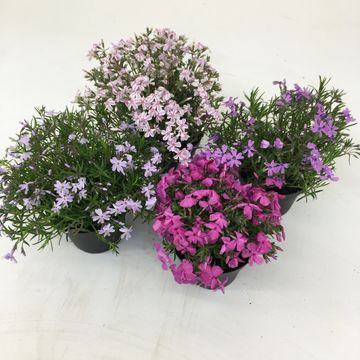 Phlox SUBULATA MIX