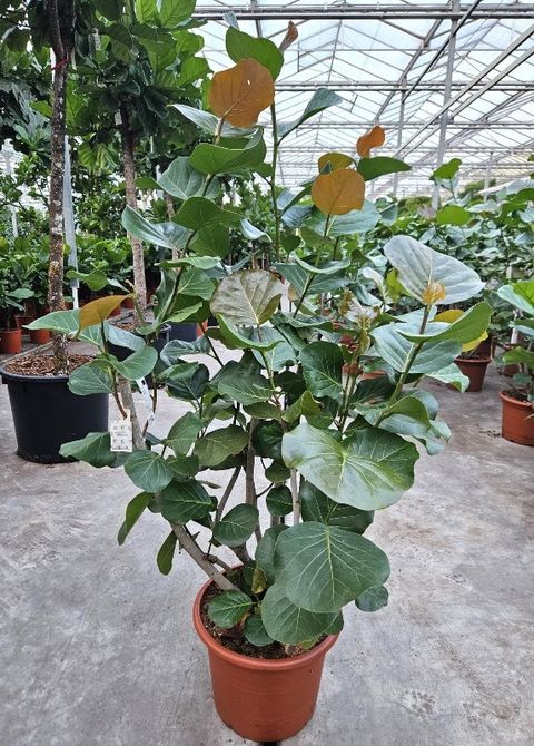 Coccoloba uvifera