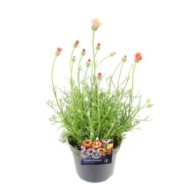 Rhodanthemum hosmariense 'Zagora Orange'