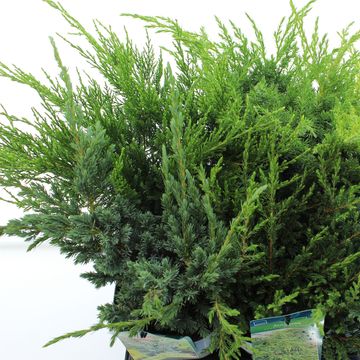 Juniperus MIX