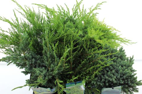 Juniperus MIX