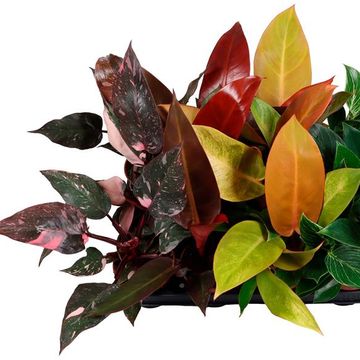 Filodendro MIX