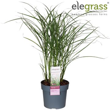 Miscanthus sinensis 'Ferner Osten'