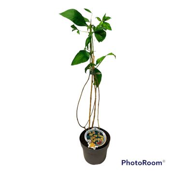 Buddleja x weyeriana 'Sungold'