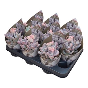Pachyphytum oviferum
