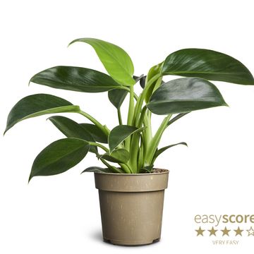 Philodendron 'Green Princess'