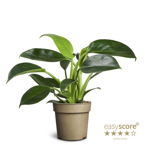 Philodendron 'Green Princess'