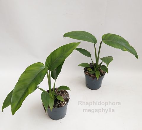 Rhaphidophora megaphylla