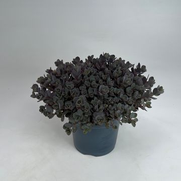 Sedum 'Red Canyon'