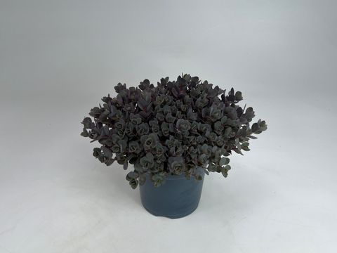 Sedum 'Red Canyon'
