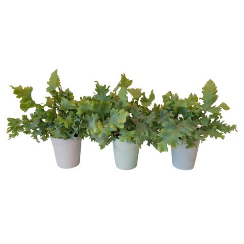 Phlebodium aureum DAVANA