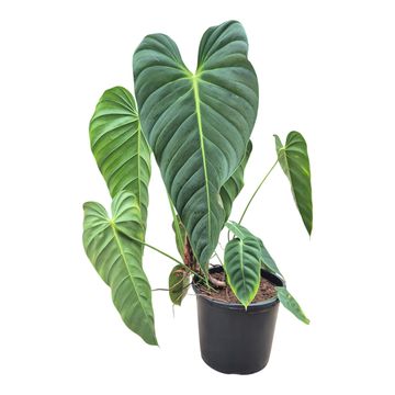 Filodendro esmeraldense