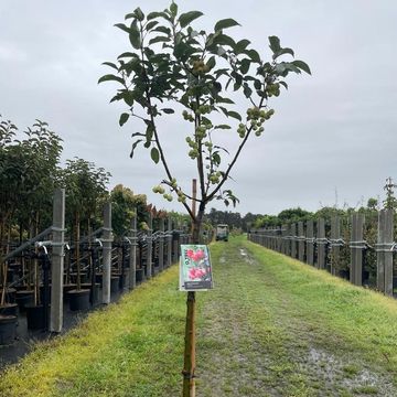 Malus 'Red Sentinel'