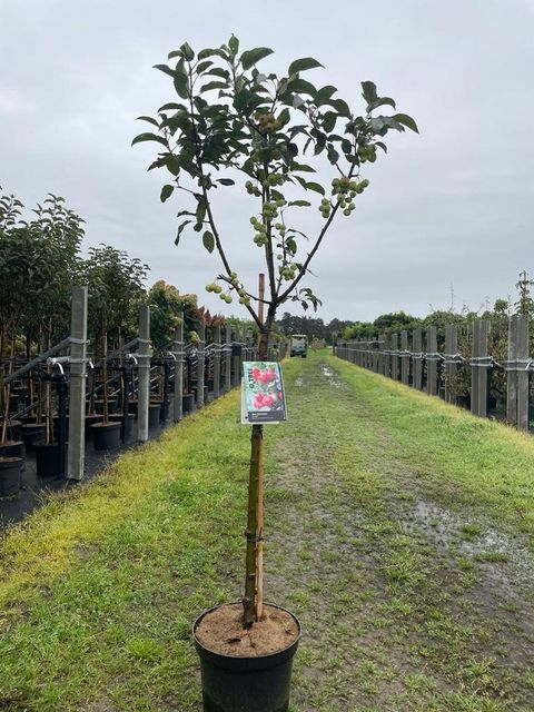 Malus 'Red Sentinel'