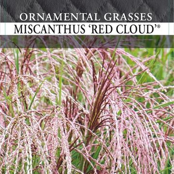 Miscanthus sinensis RED CLOUD