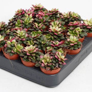 Anacampseros rufescens 'Tricolor'