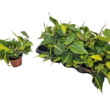 Philodendron scandens 'Brasil'