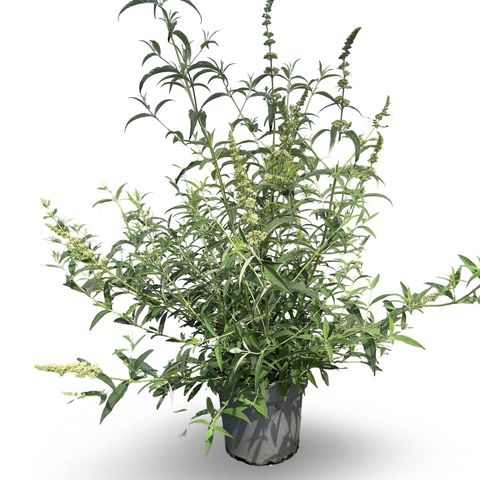 Buddleja davidii 'Вайт Профьюжн'