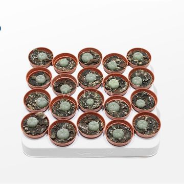 Lophophora williamsii