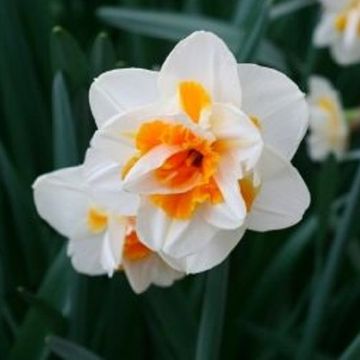 Narcissus 'My Story'