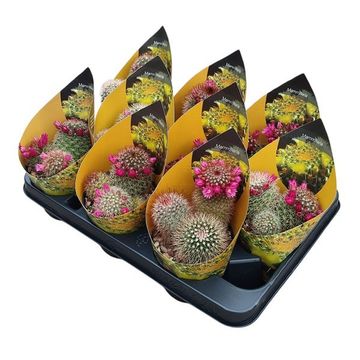 Mammillaria spinosissima rubrispina