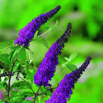 Buddleja davidii 'Ile de France'