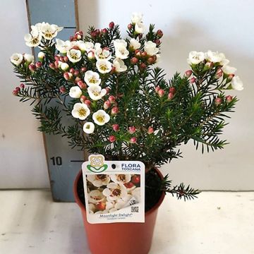 Chamelaucium 'Moonlight Delight'