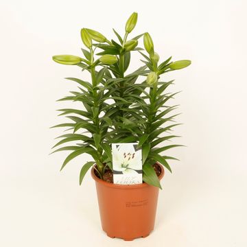 Lilium 'Summer Snow'