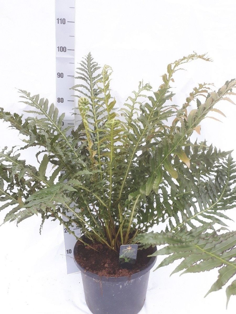 Blechnum brasiliense 'Volcano' — Plant Wholesale FlorAccess