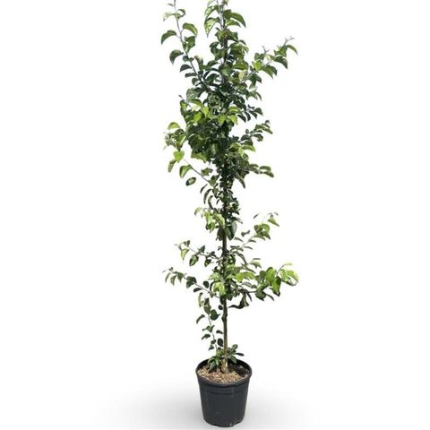 Malus 'Evereste'