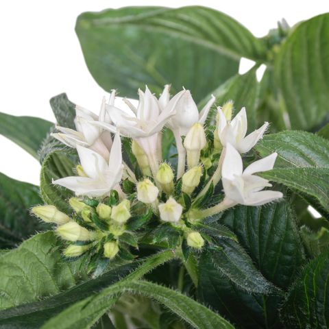 Pentas lanceolata STARCLUSTER WHITE