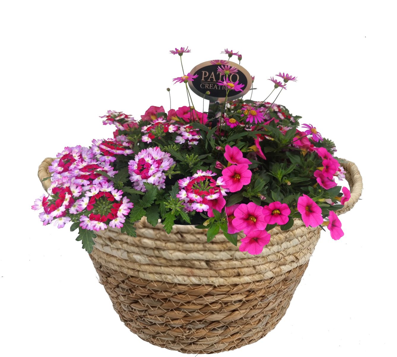 Perennials MIX IN POT — Plant Wholesale FlorAccess