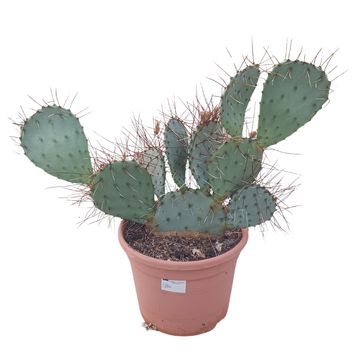 Opuntia macrocentra