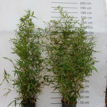 Phyllostachys aurea