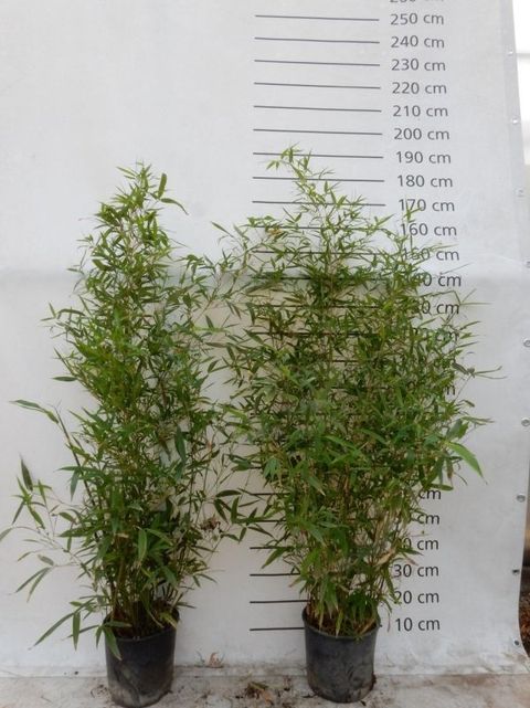 Phyllostachys aurea