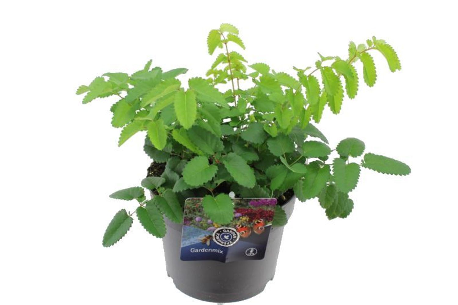 sanguisorba-officinalis-first-star-floraccess