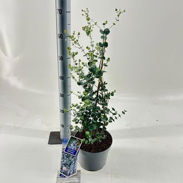 Eucalyptus gunnii SILVERANA